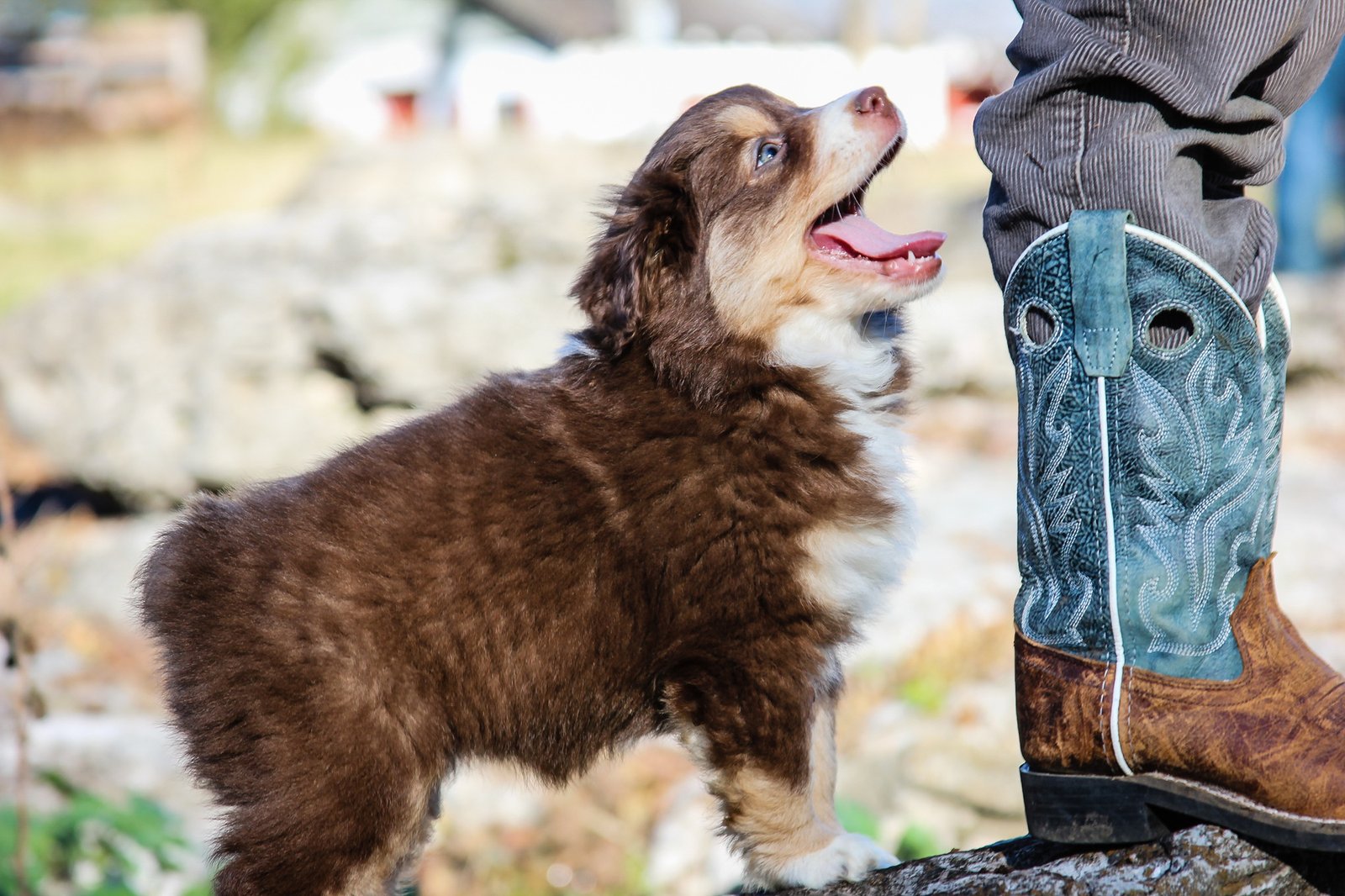 A red tri Australian Shepherd puppy looking up at a boy in cowboy boots