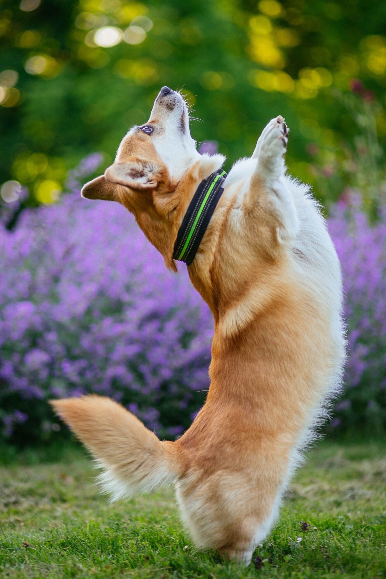 Dog focused and engaged